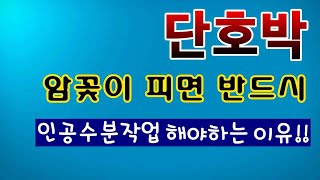 [텃밭농부.649]  단호박의 꽃이 피면 인공수분작업 이렇게!