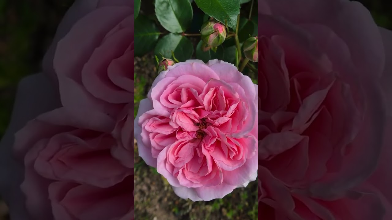 More of Josh’s South African garden #gardentour #flowergarden