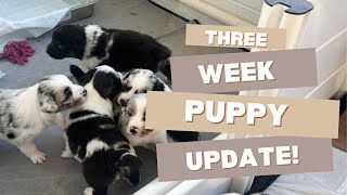 Video preview image #2  Breeder Profile in TYLER, TX, USA