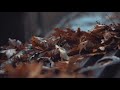 Happy Rainy Day Rainy Day Whatsapp Status Barish Status Rainy Day Status