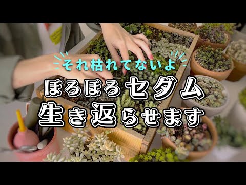 屋外で開花する多肉植物の栽培ポットには砂堆肥が組み込まれており、良好な排水を確保します