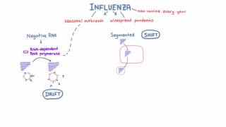 Influenza Drift and Shift - Negative RNA and the Segmented Genome