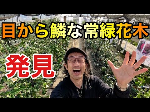 園芸 ティーツリー、お茶、中国椿、ティーツリーツバキ