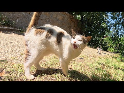 Geveze the Stray Cat I've Known for 6 Years Extremely Talkative Today!