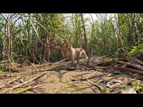 Free Ranging Cat Captured on Hidden Camera