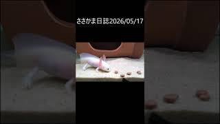 ささかま日誌2026/05/17 #ウーパールーパー