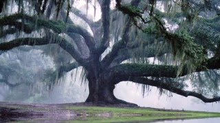 O, Willow Waly~ (Cover)