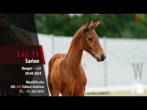 26_ONLINE Fohlen-Auktion Lot 11 Sarion Hengst v. Segantini - Franziskus