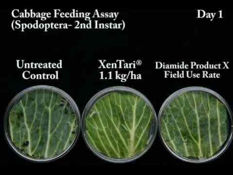 XenTari® Cabbage Leaf Feeding Assay