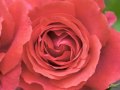 La Rosa Enflorece 