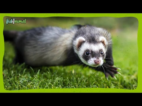 ALL ABOUT FERRETS: The perfect pet or a mess on paws?