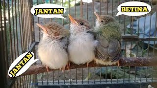 Download lagu How to distinguish between male and female baby moss wren birds 100% accurately mp3