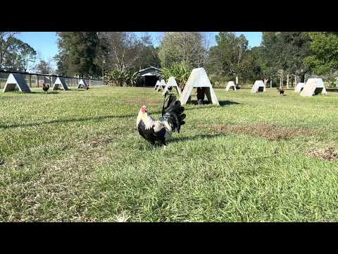 Semental De Larry Romero