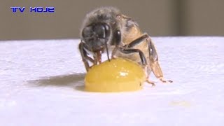 Miniatura do vídeo