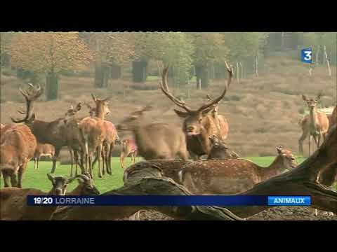 Rhodes (57): the great moment of the deer rut