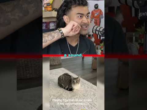 If you have a cat, Try This