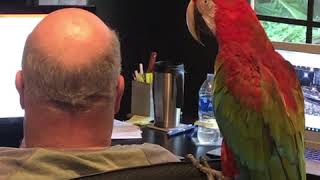 Green-Winged Macaw Birds Videos