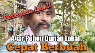 Download lagu CARA CEPAT AGAR POHON DURIAN LOKAL BERBUAH UNGGUL #durian mp3