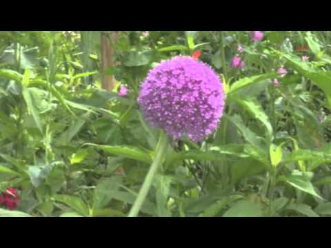 Georges Brun - Romance