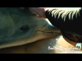 Dolphin Tale - Sawyer and Winter - Safe