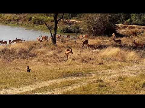 Djuma: Impalas and Baboons - 10:35 - 07/09/21