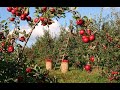 Apple Orchard Field Trip
