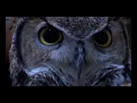 Walk on the Wild Side - Owl Nesting Behaviors