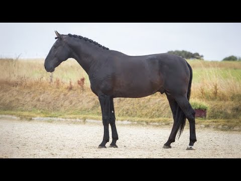 Horse for Sale |  Black Piro-Free Lusitano – Power, Talent & Temperament (REF#1048)
