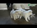 Samoyed dogs for sale: Dale - Video 1