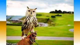 Rosa de los Vientos,LOS BURROS,Creada x Periko