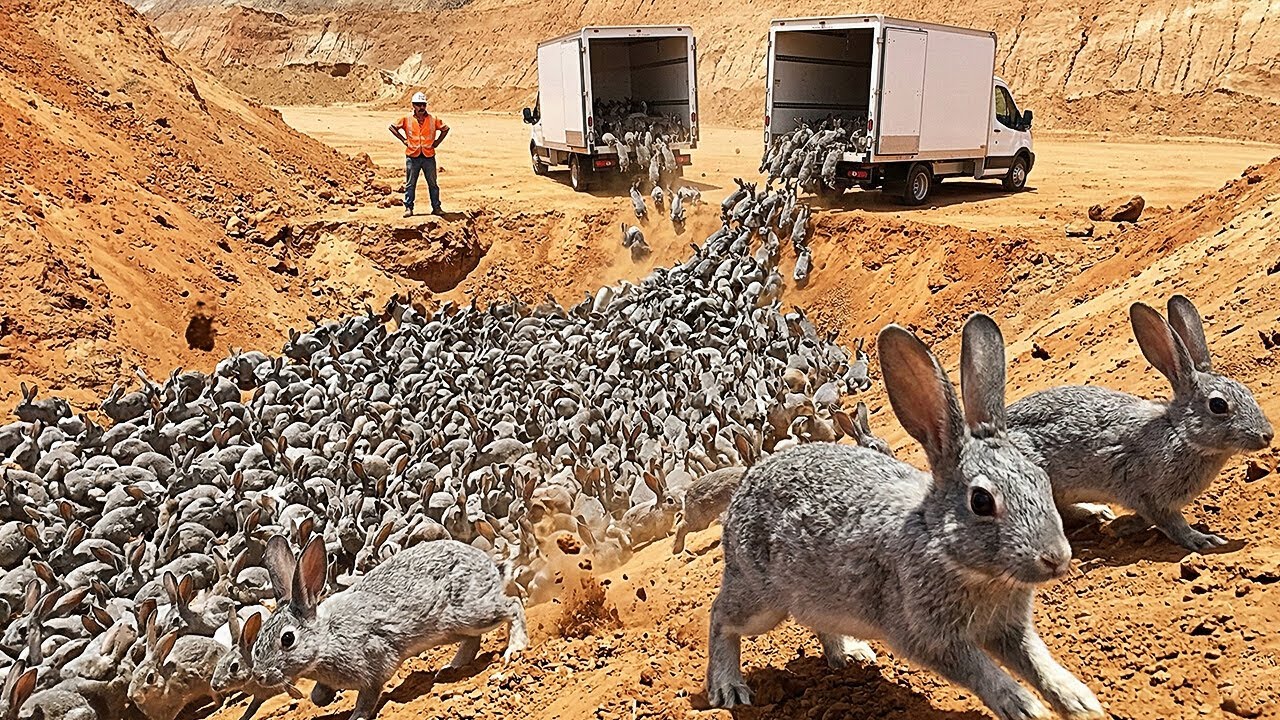 They Released Millions of Rabbits Into a Desert, See What Happened Next