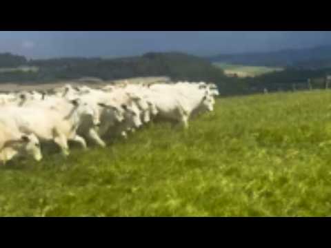 Leilão de Gado Geral acontece em São Lourenço do Oeste