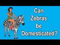 CAN ZEBRAS BE DOMESTICATED?