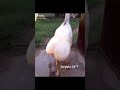 Funny Goat Butt Dance