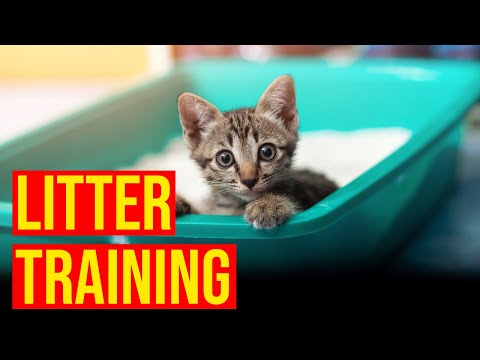 How To Train kittens To Use The Litter Box/All Cats