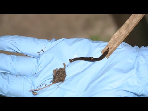 Leeches Florida