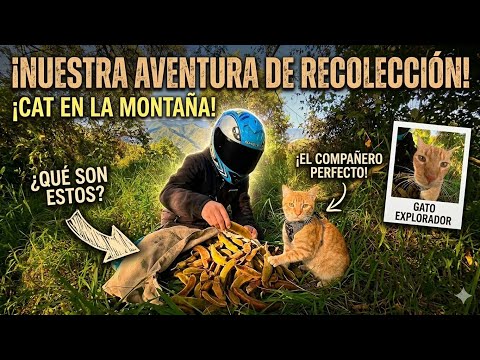 ​&iquest;QU&Eacute; ES ESTO? Encontramos un tesoro en la monta&ntilde;a con mi gato 🐱⛰️