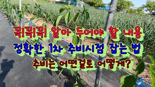 정확한 1차 추비시점 잡는 법과 1차 추비할때 주는 비료의 종류