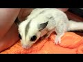 True Platinum Mosaic Sugar Glider
