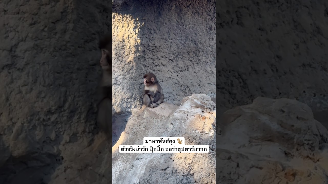 คลิปเต็มอยู่ในdesriptionน๊าาา ถ่ายพันซ์คุงมาฝาก แบบยาวๆ ฟินๆกันไปเลย  🐵 #พันซ์คุง #punchkun #パンチくん