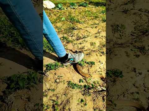 Big Russell's Viper bite #cobra #snakes #shortsfeed #shortsviral #shorts #short #reels #shortsviral