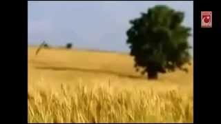 Sezai Karakoç - Ağustos Böceği Bir Meşaledir