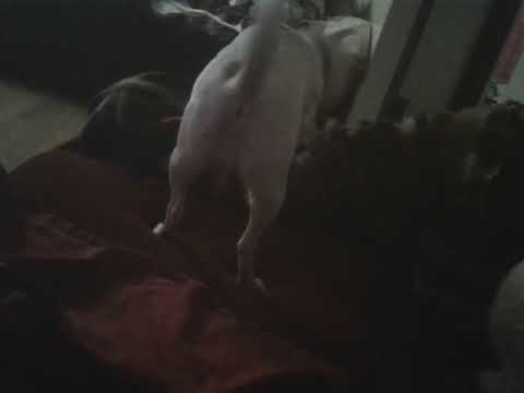 What my dog does after her bath