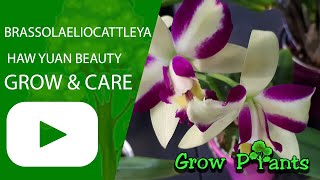Brassolaeliocattleya Haw Yuan Beauty - grow & care