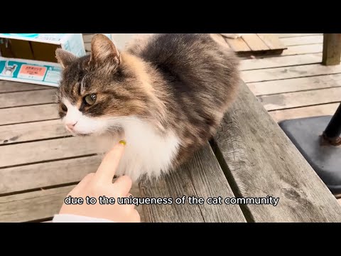 Cat Island Ashima - a source of inspiration | A09Zknowledge