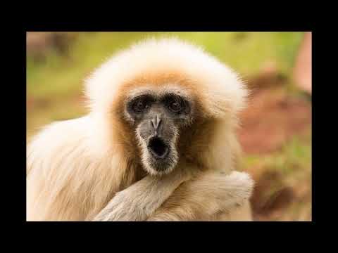 Caputo deuda dólares