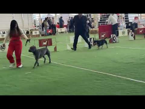 GRUPO 11 Club Canófilo de la Sultana del Norte