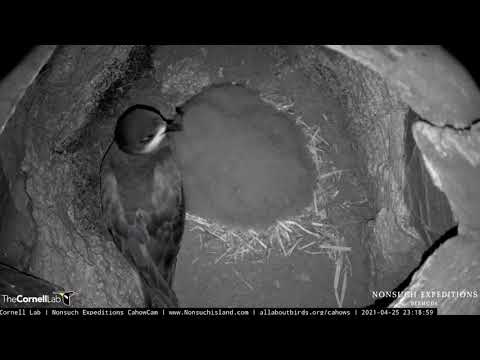 Bermuda Petrel Parent Stops By To Feed And Preen Fluffy Chick – April 26, 2021