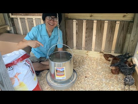 , title : 'Galvanized Hanging Poultry Feeder | Little Giant® | Review & How To Install | Backyard Chickens Ep11'