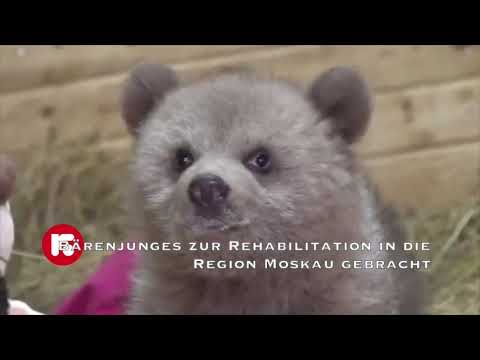 Bärenjunges zur Rehabilitation in die Region Moskau gebracht